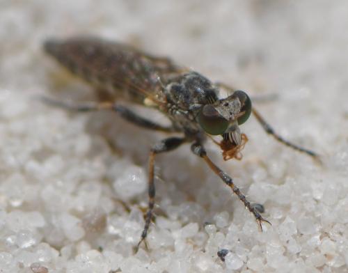 Stichopogon sp.